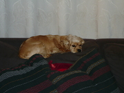 honden foto van yarri