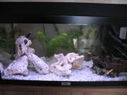 honden foto van Tamara