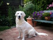 honden foto van annet