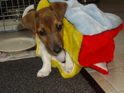 honden foto van tamara