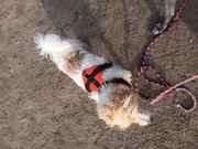 honden foto van truus.straatman