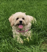 honden foto van Bente