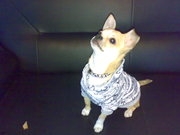 honden foto van Bobby