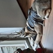 honden foto van Inge van Veldhuijsen