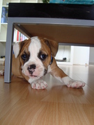 honden foto van Lieke