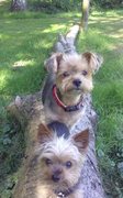 honden foto honden foto van claesens tony