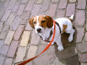 honden foto van Van Goethem