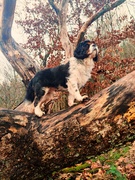 honden foto van Steven