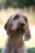 honden foto van Yvette van den Berg en Marcel van Breukelen