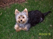 honden foto honden foto van Nancy