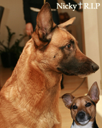 honden foto van Robert