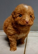 honden foto van Billie