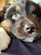 honden foto van Cathy