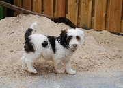 honden foto van Natasja van Manen