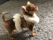 honden foto van hiezke