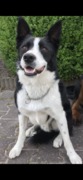 honden foto honden foto van Mitch