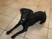 honden foto van XiBa met Prince