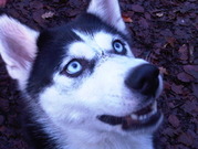 honden foto van Laika de husky