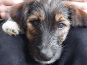 honden foto honden foto van Simone