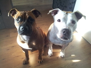 honden foto van Kimberly