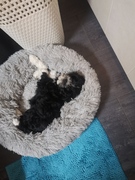 honden foto van Sander