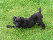 honden foto van Samantha