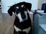 honden foto van Kyra The Ultimate Dog