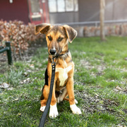 honden foto honden foto van Michelle