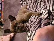 honden foto van Daisy