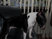 honden foto van n gentile