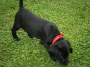 honden foto honden foto van Darco