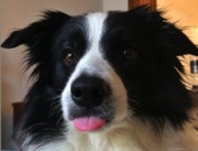 honden foto van Billie