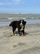 honden foto van Billie R