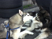 honden foto van Neeltje en Snowie 