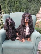 honden foto van altine