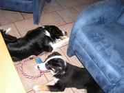 honden foto van netje