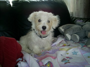 honden foto van Miranda de Vogel