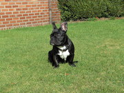 honden foto van nadia