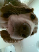 honden foto van Ramona R