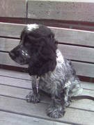 honden foto van ans lommers