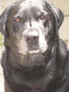 honden foto van Corina