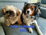 honden foto van Simone de Ridder