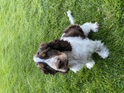 honden foto van Anneke de Boer