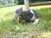 honden foto van Yael 