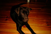 honden foto van femke