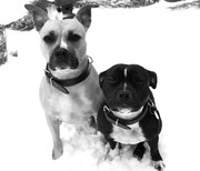 honden foto van Claudia