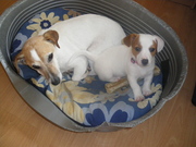 honden foto honden foto van Geert & Floortje