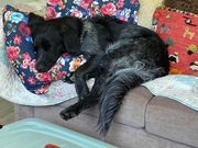 honden foto van marijkemarijke