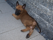 honden foto van joyce