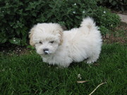 honden foto van edin